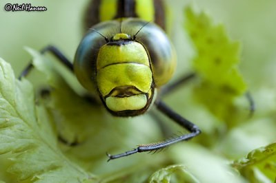 Dragonfly
