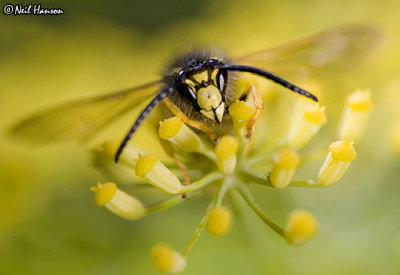 Fennel Wasp