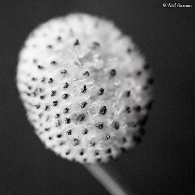 Seed Head