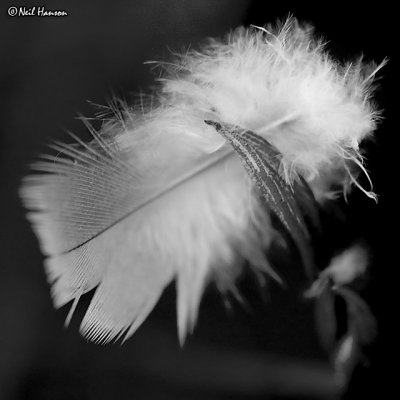 Feather