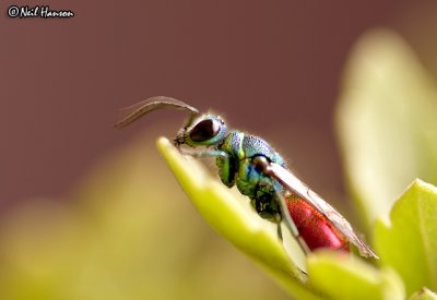 Colour Bug