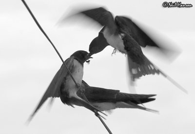 Swallows