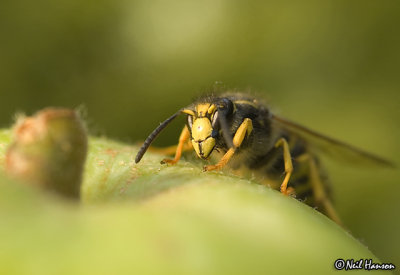 Wasp attack