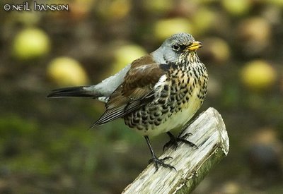 Fieldfare