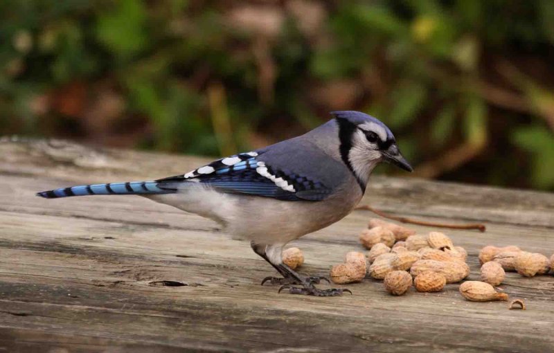 Maryland birds