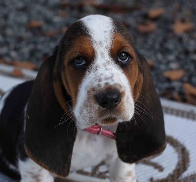 Miss Milo