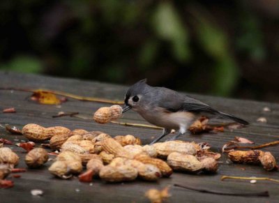 Maryland birds