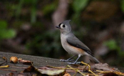 Maryland birds