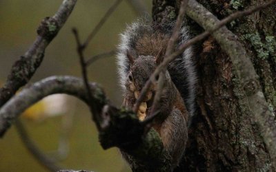 In a Tree
