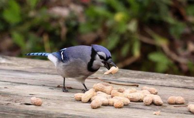 Maryland birds