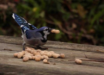 Maryland birds