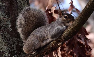 Jersey Tree rat in a tree