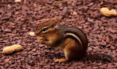 Tree Rat Jr