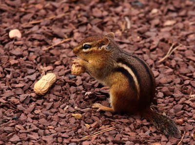Tree Rat Jr