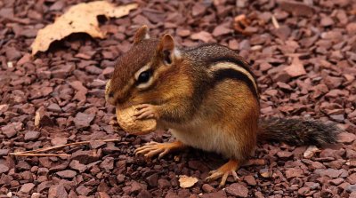 Tree Rat Jr