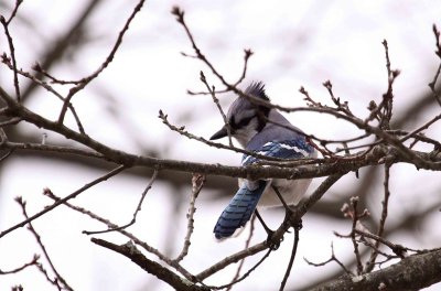 Jersey Blue Birds