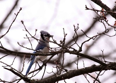 Jersey Blue Birds