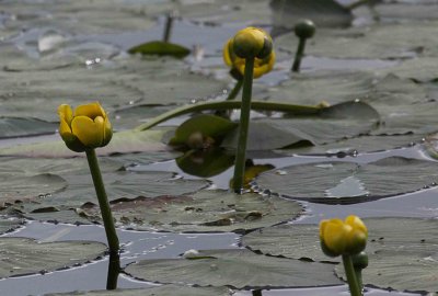 Water Flowers NJ 