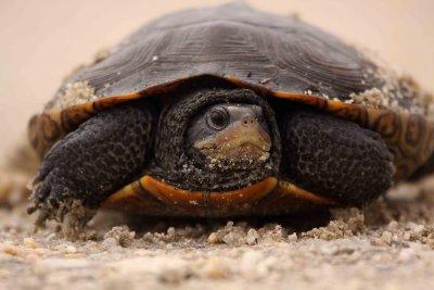 Turtle NJ 