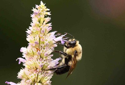 Bee