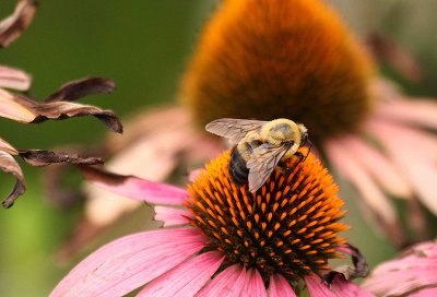 Bee