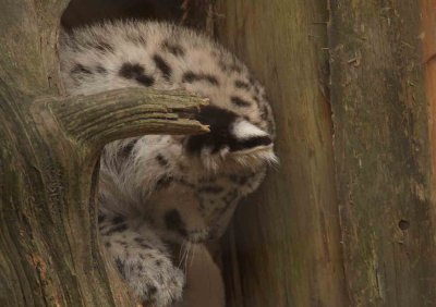 Snow Leopard 