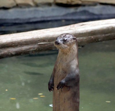 Otter 