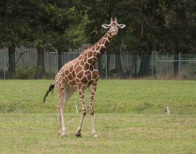 Griaffe 