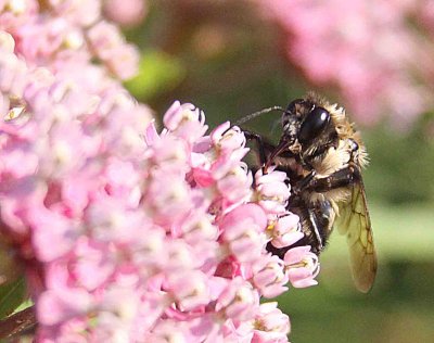 Bee