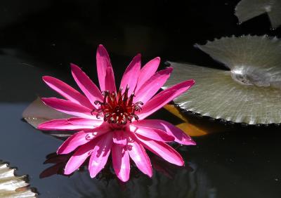 Pond Blossom