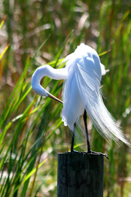 Preening Time