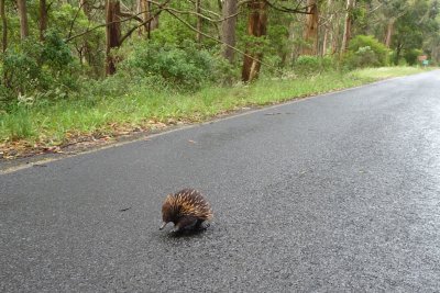 C482: an echidna powering bravely up the road