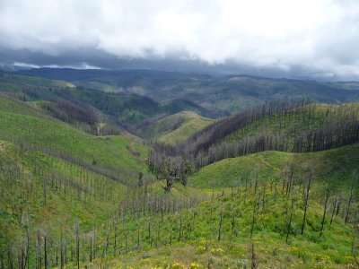 C483: landscape after logging