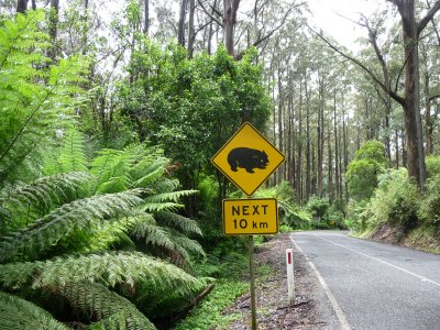 Wombat warning, Tarra Valley Road