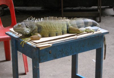 Iguana waiting for next customer