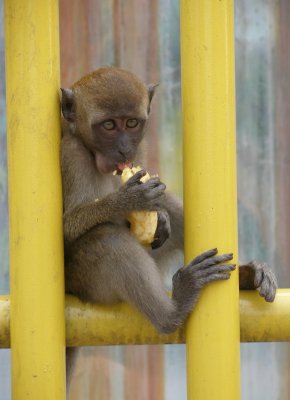 Young monkey, Batu Caves