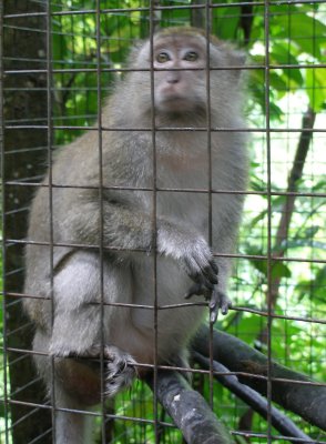 Caged monkey, Titi Kerawang