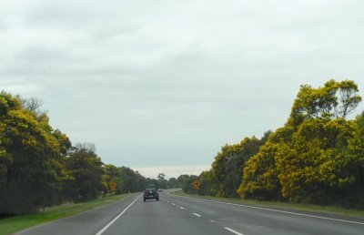 Wattle lines the M1