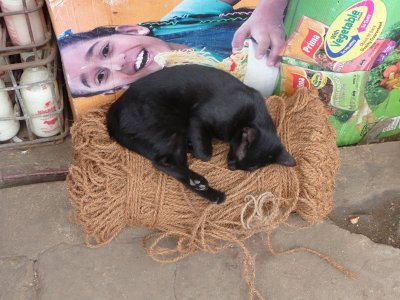 Cat, Matale