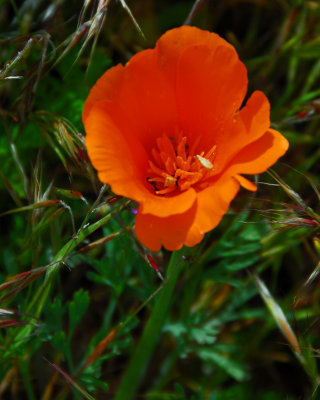 Antelope Valley Poppy Preserve Area