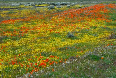 Antelope Valley Poppy Preserve Area