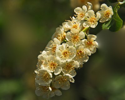 Wild Flowers