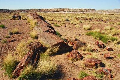 petrified forest np