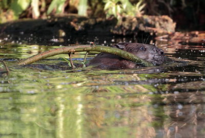 Busy Beaver