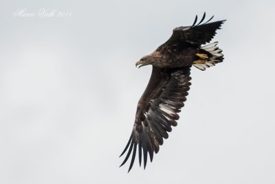 White Tailed Eagle