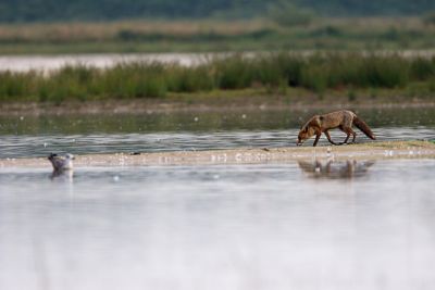 Red Fox