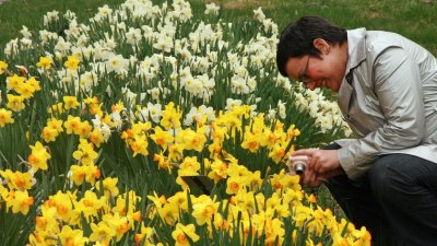 Ellie Shooting Daffodils