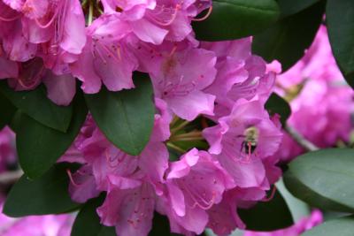 Azalea with bee (see the Z on his back?)