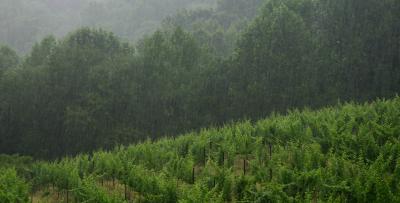 Naked Mountain Vineyard.