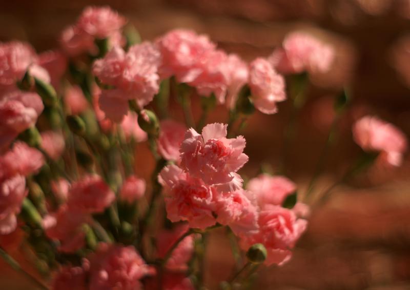 <br> Pink <br> May 1, 2006 <br><br>